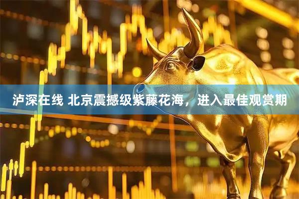 泸深在线 北京震撼级紫藤花海，进入最佳观赏期